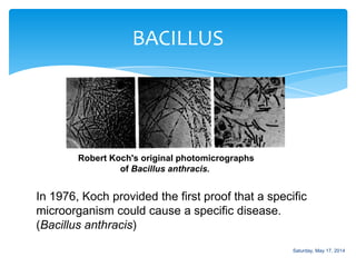 BACILLUS
Robert Koch's original photomicrographs
of Bacillus anthracis.
In 1976, Koch provided the first proof that a specific
microorganism could cause a specific disease.
(Bacillus anthracis)
Saturday, May 17, 2014
 