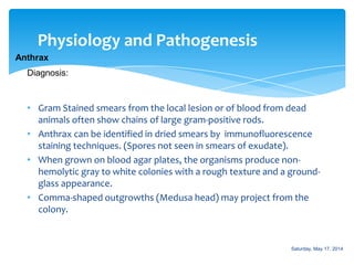 Physiology and Pathogenesis
Anthrax
• Gram Stained smears from the local lesion or of blood from dead
animals often show chains of large gram-positive rods.
• Anthrax can be identified in dried smears by immunofluorescence
staining techniques. (Spores not seen in smears of exudate).
• When grown on blood agar plates, the organisms produce non-
hemolytic gray to white colonies with a rough texture and a ground-
glass appearance.
• Comma-shaped outgrowths (Medusa head) may project from the
colony.
Diagnosis:
Saturday, May 17, 2014
 