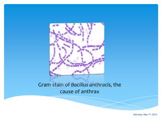 Gram stain of Bacillus anthracis, the
cause of anthrax
Saturday, May 17, 2014
 