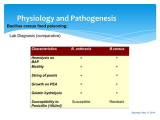 Bacteriology: Bacillus Slide 49