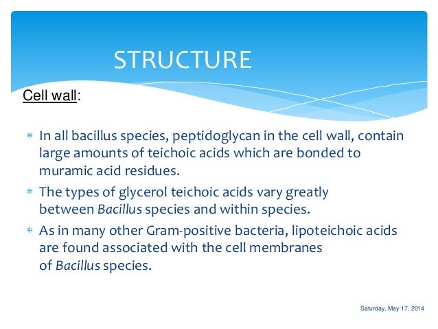 Bacteriology: Bacillus