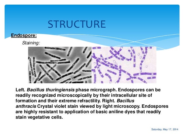 Bacteriology: Bacillus