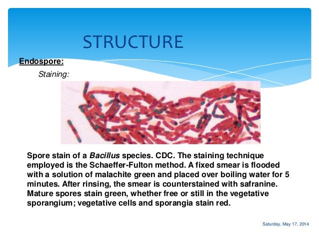 Bacteriology: Bacillus