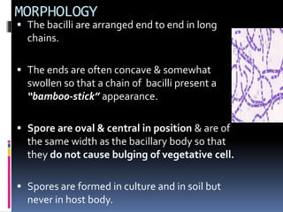 Bacillus species | PPTX