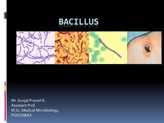BACILLUS
Mr. Gunjal Prasad N.
Assistant Prof.
M.Sc. Medical Microbiology,
PGDCR&RA
 