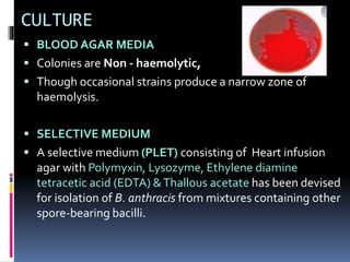 CULTURE
 BLOOD AGAR MEDIA
 Colonies are Non - haemolytic,
 Though occasional strains produce a narrow zone of
haemolysis.
 SELECTIVE MEDIUM
 A selective medium (PLET) consisting of Heart infusion
agar with Polymyxin, Lysozyme, Ethylene diamine
tetracetic acid (EDTA) &Thallous acetate has been devised
for isolation of B. anthracis from mixtures containing other
spore-bearing bacilli.
 