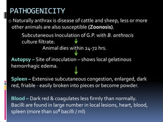 PATHOGENICITY
o Naturally anthrax is disease of cattle and sheep, less or more
other animals are also susceptible (Zoonosis).
Subcutaneous Inoculation of G.P. with B. anthracis
culture filtrate.
Animal dies within 24-72 hrs.
Autopsy – Site of inoculation – shows local gelatinous
hemorrhagic edema.
Spleen – Extensive subcutaneous congestion, enlarged, dark
red, friable - easily broken into pieces or become powder.
Blood – Dark red & coagulates less firmly than normally.
Bacilli are found in large number in local lesions, heart, blood,
spleen (more than 108 bacilli / ml)
 