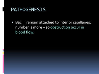 PATHOGENESIS
 Bacilli remain attached to interior capillaries,
number is more – so obstruction occur in
blood flow.
 