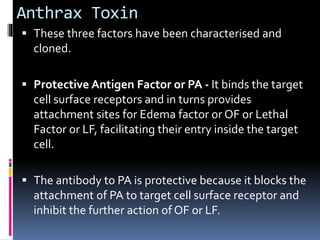 Anthrax Toxin
 These three factors have been characterised and
cloned.
 Protective Antigen Factor or PA - It binds the target
cell surface receptors and in turns provides
attachment sites for Edema factor or OF or Lethal
Factor or LF, facilitating their entry inside the target
cell.
 The antibody to PA is protective because it blocks the
attachment of PA to target cell surface receptor and
inhibit the further action of OF or LF.
 