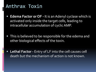  Edema Factor or OF - It is an Adenyl cyclase which is
activated only inside the target cells, leading to
intracellular accumulation of cyclic AMP.
 This is believed to be responsible for the edema and
other biological effects of the toxin.
 Lethal Factor - Entry of LF into the cell causes cell
death but the mechanism of action is not known.
Anthrax Toxin
 