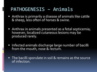 PATHOGENESIS – Animals
 Anthrax is primarily a disease of animals like cattle
& sheep, less often of horses & swine.
 Anthrax in animals presented as a fetal septicemia;
however, localized cutaneous lesions may be
produced rarely.
 Infected animals discharge large number of bacilli
from the mouth, nose & rectum.
 The bacilli sporulate in soil & remains as the source
of infection.
 