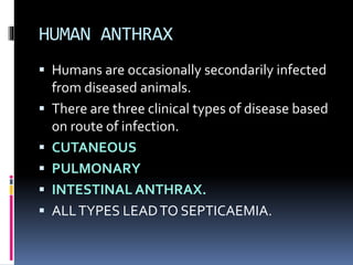HUMAN ANTHRAX
 Humans are occasionally secondarily infected
from diseased animals.
 There are three clinical types of disease based
on route of infection.
 CUTANEOUS
 PULMONARY
 INTESTINAL ANTHRAX.
 ALLTYPES LEADTO SEPTICAEMIA.
 
