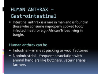  Intestinal anthrax is a rare in man and is found in
those who consume improperly cooked food/
infected meat for e.g.-AfricanTribes living in
Jungle.
Human anthrax can be
 Industrial – in meat packing or wool factories
 Nonindustrial – frequent association with
animal handlers like butchers, veterinarians,
farmers
HUMAN ANTHRAX –
Gastrointestinal
 