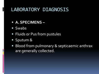 LABORATORY DIAGNOSIS
 A. SPECIMENS –
 Swabs
 Fluids or Pus from pustules
 Sputum &
 Blood from pulmonary & septicaemic anthrax
are generally collected.
 