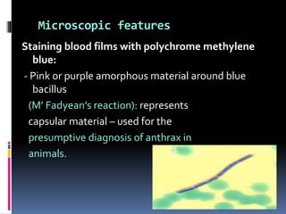 Staining blood films with polychrome methylene
blue:
- Pink or purple amorphous material around blue
bacillus
(M’ Fadyean’s reaction): represents
capsular material – used for the
presumptive diagnosis of anthrax in
animals.
Microscopic features
 