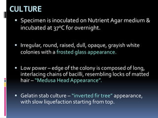 CULTURE
 Specimen is inoculated on Nutrient Agar medium &
incubated at 370C for overnight.
 Irregular, round, raised, dull, opaque, grayish white
colonies with a frosted glass appearance.
 Low power – edge of the colony is composed of long,
interlacing chains of bacilli, resembling locks of matted
hair – “Medusa HeadAppearance”.
 Gelatin stab culture – “inverted fir tree” appearance,
with slow liquefaction starting from top.
 