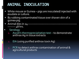 ANIMAL INOCULATION
 White mouse or Guinea – pigs are inoculated/ injected with
exudate or culture.
 By rubbing contaminated tissue over shaven skin of a
guinea pig.
 Animal dies in 24----------------------------------------------------
-------- 48 hrs.
 Serology
1. Ascoli’s thermoprecipitation test – to demonstrate
anthrax Ag in tissue extracts
2. EIA (using purified anthrax toxin Ag)
3. PCR to detect anthrax contamination of animal &
agricultural products
 