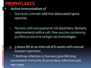 PROPHYLAXIS
 Active immunisation of
1. Domestic animals with live attenuated spore
vaccines
2. Persons with occupational risk (butchers, farmers,
veterinarians) with a cell- free vaccine containing
purified protective antigen as immunogen.
3. 3 doses IM at an interval of 6 weeks with annual
booster injections.
* Anthrax infection in humans give life long
permanent immunity & secondary infections are
very rare.
 
