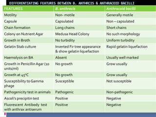 DIFFERENTIATING FEATURES BETWEEN B. ANTHRCIS & ANTHRACOID BACILLI
FEATURES B. anthracis Anthracoid bacilli
Motility Non- motile Generally motile
Capsule Capsulated Non – capsulated
Chain formation Long chains Short chains
Colony on Nutrient Agar Medusa Head Colony No such morphology
Growth in Broth No turbidity Uniform turbidity
Gelatin Stab culture Inverted Fir tree appearance
& show gelatin liquefaction
Rapid gelatin liquefaction
Haemolysis on BA Absent Usually well marked
Growth in PenicillinAgar (10
units/ml)
No growth Grow usually
Growth at 450C No growth Grow usually
Susceptibility to Gamma
phage
Susceptible Not susceptible
Pathogenicity test in animals Pathogenic Non-pathogenic
Ascoli’s precipitin test Positive Negative
Fluorescent Antibody test
with anthrax antiserum
Positive Negative
 