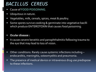 BACILLUS CEREUS
 Cause of FOOD POISOINING.
 Ubiquitous in nature.
 Vegetables, milk, cereals, spices, meat & poultry.
 Some spores survive cooking & germinate into vegetative bacilli
which produce ENTEROTOXIN that causes food poisoining.
 Ocular disease :
 It causes severe keratitis and panophthalmitis following trauma to
the eye that may lead to loss of vision.
 Other conditions: Rarely cause systemic infections including –
endocarditis, meningitis, osteomyelitis and pneumonia.
 The presence of medical device or intravenous drug use predispose
to these infections.
 