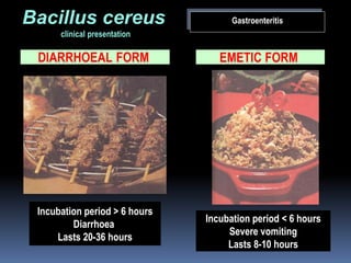GastroenteritisBacillus cereus
clinical presentation
Incubation period < 6 hours
Severe vomiting
Lasts 8-10 hours
Incubation period > 6 hours
Diarrhoea
Lasts 20-36 hours
EMETIC FORMDIARRHOEAL FORM
 