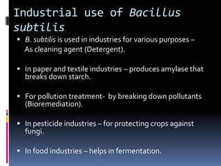 Industrial use of Bacillus
subtilis
 B. subtilis is used in industries for various purposes –
As cleaning agent (Detergent).
 In paper and textile industries – produces amylase that
breaks down starch.
 For pollution treatment- by breaking down pollutants
(Bioremediation).
 In pesticide industries – for protecting crops against
fungi.
 In food industries – helps in fermentation.
 