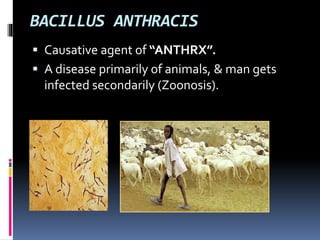 BACILLUS ANTHRACIS
 Causative agent of “ANTHRX”.
 A disease primarily of animals, & man gets
infected secondarily (Zoonosis).
 