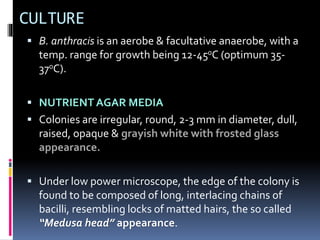 CULTURE
 B. anthracis is an aerobe & facultative anaerobe, with a
temp. range for growth being 12-450C (optimum 35-
370C).
 NUTRIENT AGAR MEDIA
 Colonies are irregular, round, 2-3 mm in diameter, dull,
raised, opaque & grayish white with frosted glass
appearance.
 Under low power microscope, the edge of the colony is
found to be composed of long, interlacing chains of
bacilli, resembling locks of matted hairs, the so called
“Medusa head” appearance.
 