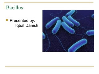 Bacillus
 Presented by:
Iqbal Danish
 