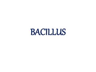 BACILLUS
 