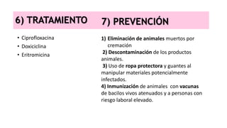 6) TRATAMIENTO
• Ciprofloxacina
• Doxiciclina
• Eritromicina
7) PREVENCIÓN
1) Eliminación de animales muertos por
cremación
2) Descontaminación de los productos
animales.
3) Uso de ropa protectora y guantes al
manipular materiales potencialmente
infectados.
4) Inmunización de animales con vacunas
de bacilos vivos atenuados y a personas con
riesgo laboral elevado.
 