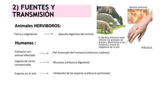 2) FUENTES Y
TRANSMISIÓN
Animales HERVIBOROS:
Tierra y vegetación Aparato digestivo del animal
Humanos :
Contacto con
animal infectado
Ingesta de carne
contaminada
Esporas en el aire
Piel lesionada del humano (carbunco cutáneo)
Mucosas (carbunco digestivo)
inhalación de las esporas (carbunco pulmonar).
 