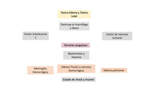 Toxina Edema y Toxina
Letal
Factor de necrosis
tumoral
Factor Interleucina
1
Torrente sanguíneo
Destruye el macrófago
y libera
Bacteriemia y
Toxemia
Meningitis
Hemorrágica
Edema pulmonar
Estado de shock y muerte
Edema Tisular y necrosis
hemorrágica
 
