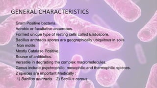 GENERAL CHARACTERISTICS
oGram Positive bacteria.
oAerobic or facultative anaerobes.
oFormed unique type of resting cells called Endospore.
oBacillus anthracis spores are geographically ubiquitous in soils.
o Non motile.
oMostly Catalase Positive.
oSource of antibiotics.
oVersatile in degrading the complex macromolecules.
oGenus include psychrophilic, mesophilic and thermophilic spieces.
o2 spieces are important Medically :
o 1) Bacillus anthracis 2) Bacillus cereus
 