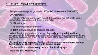 CULTURAL CHARACTERISTICS:
oTemperature range for growth is 12˚C-45˚C (optimum is 35˚C-37˚C)
oOn Agar plate:
Irregular colonies formed with raised dull, opaque, greyish white with a
frosted glass appearance, 2-3mm in diameter
oOn Blood agar:
The colonies are nonhemolytic.
oIn Broth growth occurs as floccular deposits.
oWhen Bacillus anthracis is grown on the surface of a solid medium
containing 0.05-0.50 units of penicillin/ml, in 3-6 hrs. the cells become large,
spherical and occur in chain on the surface of the agar resembling a string of
pearls.
oOn ordinary nutrient agar Bacillus subtilis shows rough circular colony,
fuzzy white or slightly yellow with jagged edges.
oBacillus anthracis shows no growth on MacConkey agar.
oMany are Beta Haemolytic.
 