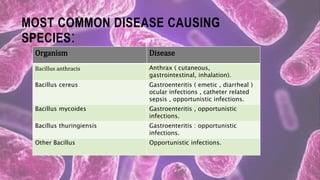 MOST COMMON DISEASE CAUSING
SPECIES:
Organism Disease
Bacillus anthracis Anthrax ( cutaneous,
gastrointestinal, inhalation).
Bacillus cereus Gastroenteritis ( emetic , diarrheal )
ocular infections , catheter related
sepsis , opportunistic infections.
Bacillus mycoides Gastroenteritis , opportunistic
infections.
Bacillus thuringiensis Gastroenteritis : opportunistic
infections.
Other Bacillus Opportunistic infections.
 