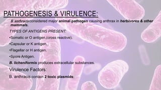 PATHOGENESIS & VIRULENCE:
B. anthracis considered major animal pathogen causing anthrax in herbivores & other
mammals.
TYPES OF ANTIGENS PRESENT:
•Somatic or O antigen.(cross reactive).
•Capsular or K antigen.
•Flagellar or H antigen.
•Spore Antigen.
B. licheniformis produces extracellular substances.
Virulence Factors:
B. anthracis contain 2 toxic plasmids:
 