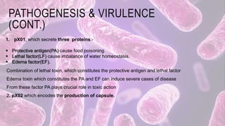 PATHOGENESIS & VIRULENCE
(CONT.)
Combination of lethal toxin, which constitutes the protective antigen and lethal factor
Edema toxin which constitutes the PA and EF can induce severe cases of disease
From these factor PA plays crucial role in toxic action
2. pX02 which encodes the production of capsule.
1. pX01, which secrete three proteins:-
 Protective antigen(PA) cause food poisoning.
 Lethal factor(LF) cause imbalance of water homeostasis.
 Edema factor(EF).
 
