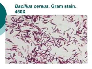 Bacillus cereus. Gram stain.
450X
 