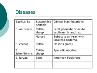 Diseases
Bacillus Sp Susceptible
Animals
Clinical Manifestations
B. anthracis Cattle,
sheep
Fetal peracute or acute
septicaemic anthrax
Horses Subacute anthrax with
localized oedema
B. cereus Cattle Mastitis (rare)
B.
licheniformis
Cattle
sheep
Sporadic abortion
B. larvae Bees American Foulbrood
 