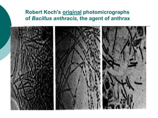 Robert Koch's original photomicrographs
of Bacillus anthracis, the agent of anthrax
 