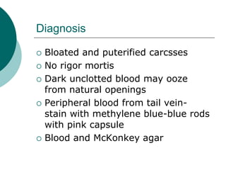 Diagnosis
 Bloated and puterified carcsses
 No rigor mortis
 Dark unclotted blood may ooze
from natural openings
 Peripheral blood from tail vein-
stain with methylene blue-blue rods
with pink capsule
 Blood and McKonkey agar
 