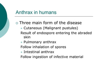 Anthrax in humans
 Three main form of the disease
 Cutaneous (Malignant pustules)
Result of endospore entering the abraded
skin
 Pulmonary anthrax
Follow inhalation of spores
 Intestinal anthrax
Follow ingestion of infective material
 
