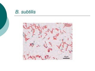 B. subtilis
 