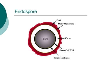 Endospore
 