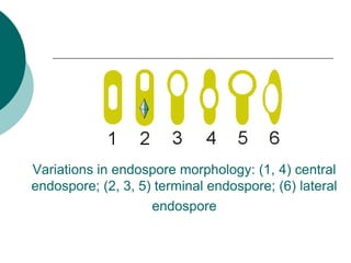 Variations in endospore morphology: (1, 4) central
endospore; (2, 3, 5) terminal endospore; (6) lateral
endospore
 