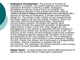  Endospore Development: The process of forming an
endospore is complex. The model organism used to study
endospore formation is Bacillus subtilis. Endospore
development requires several hours to complete. Key
morphological changes in the process have been used as
markers to define stages of development. As a cell begins the
process of forming an endospore, it divides asymmetrically
(Stage II). This results in the creation of two compartments,
the larger mother cell and the smaller forespore. These two
cells have different developmental fates. Intercellular
communication systems coordinate cell-specific gene
expression through the sequential activation of specialized
sigma factors in each of the cells. Next (Stage III), the
peptidoglycan in the septum is degraded and the forespore is
engulfed by the mother cell, forming a cell within a cell. The
activities of the mother cell and forespore lead to the synthesis
of the endospore-specific compounds, formation of the cortex
and deposition of the coat (Stages VI+V). This is followed by
the final dehydration and maturation of the endospore (Stages
VI+VII). Finally, the mother cell is destroyed in a programmed
cell death, and the endospore is released into the
environment. The endospore will remain dormant until it senses
the return of more favorable conditions.
Sigma Factor · A small protein that directs RNA polymerase to
specific sites on the DNA to initiate gene expression
 