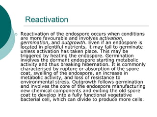 Reactivation
 Reactivation of the endospore occurs when conditions
are more favourable and involves activation,
germination, and outgrowth. Even if an endospore is
located in plentiful nutrients, it may fail to germinate
unless activation has taken place. This may be
triggered by heating the endospore. Germination
involves the dormant endospore starting metabolic
activity and thus breaking hibernation. It is commonly
characterised by rupture or absorption of the spore
coat, swelling of the endospore, an increase in
metabolic activity, and loss of resistance to
environmental stress. Outgrowth follows germination
and involves the core of the endospore manufacturing
new chemical components and exiting the old spore
coat to develop into a fully functional vegetative
bacterial cell, which can divide to produce more cells.
 