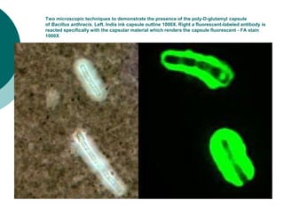 Two microscopic techniques to demonstrate the presence of the poly-D-glutamyl capsule
of Bacillus anthracis. Left. India ink capsule outline 1000X. Right a fluorescent-labeled antibody is
reacted specifically with the capsular material which renders the capsule fluorescent - FA stain
1000X
 