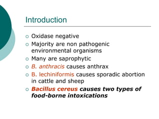 Introduction
 Oxidase negative
 Majority are non pathogenic
environmental organisms
 Many are saprophytic
 B. anthracis causes anthrax
 B. lechiniformis causes sporadic abortion
in cattle and sheep
 Bacillus cereus causes two types of
food-borne intoxications
 